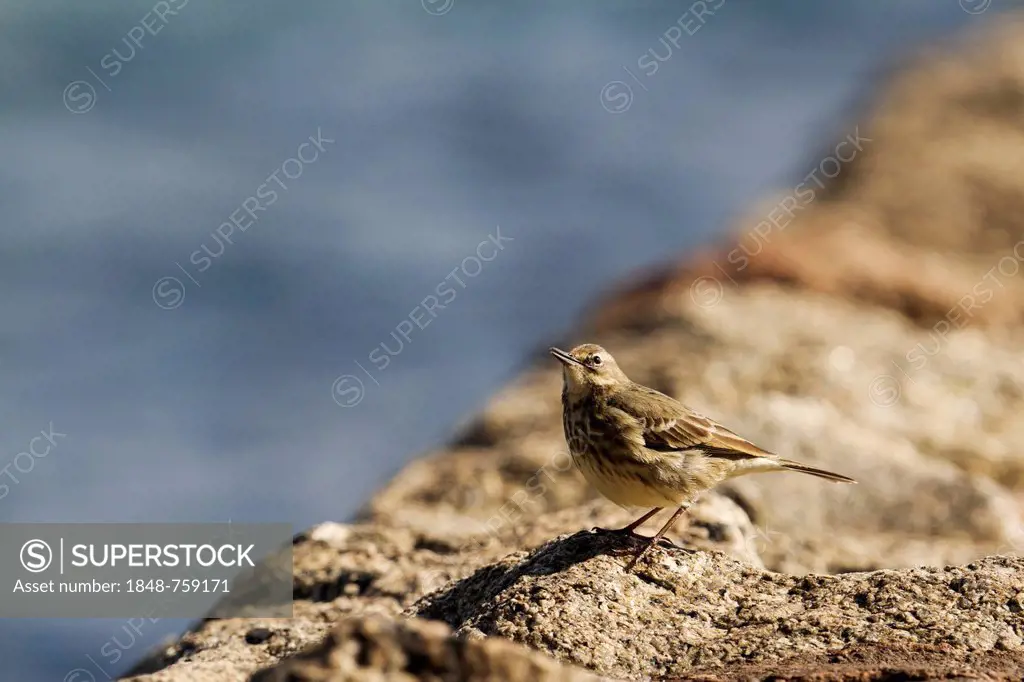 Meadow pipit (Anthus pratensis) on a breakwater on the South Devon coast, Dawlish, England, United Kingdom, Europe