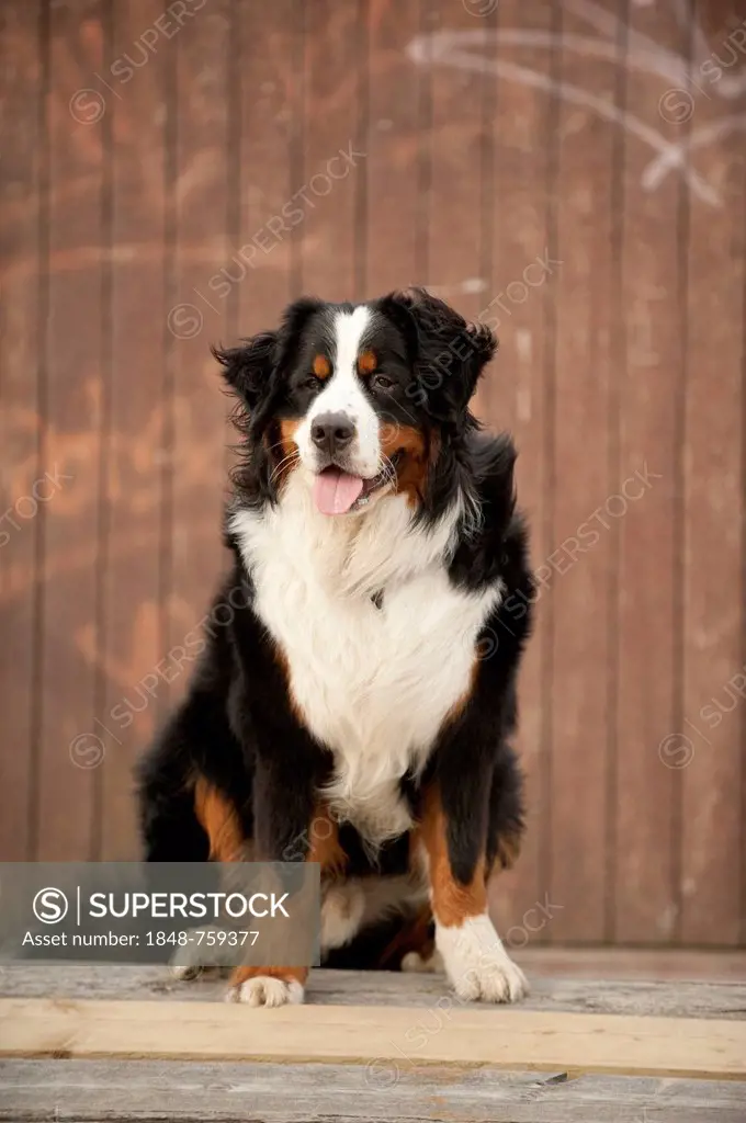 Seated Bernese Mountain Dog