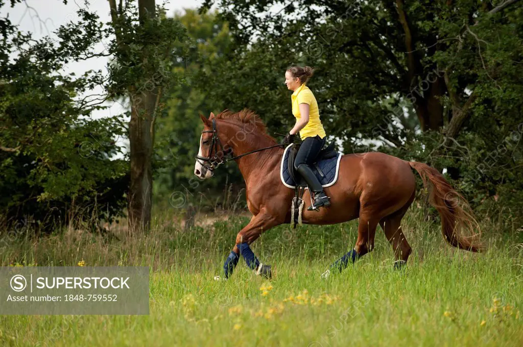 Woman riding a galloping Hanoverian horse in a meadow