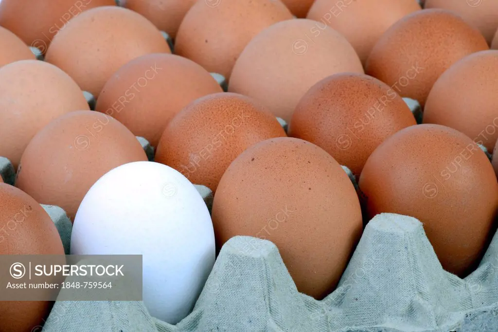 Single white egg between brown eggs on an egg tray