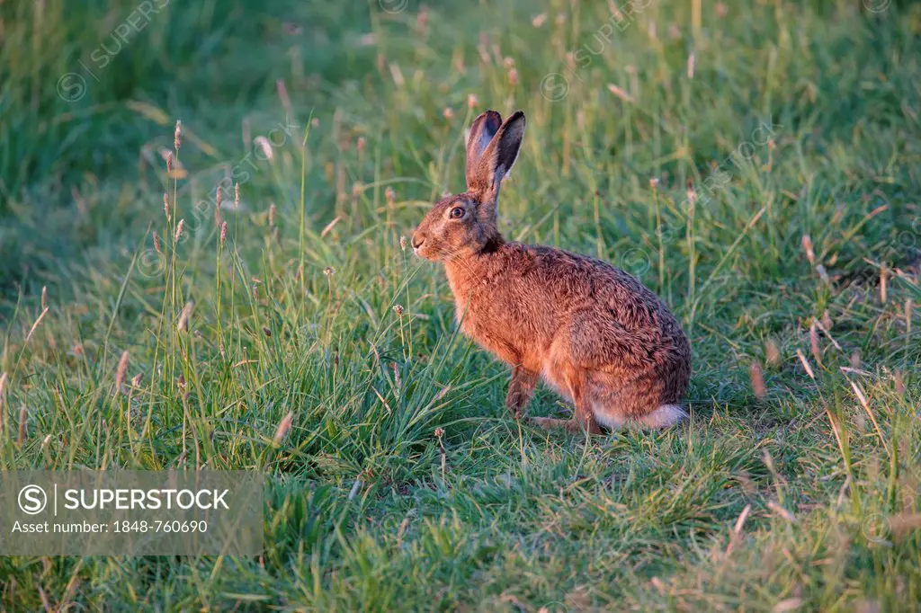 European Hare or Brown Hare (Lepus europaeus)