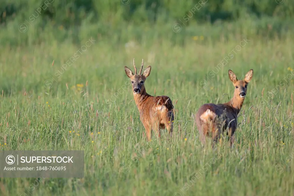 Roe deer (Capreolus capreolus), buck and doe