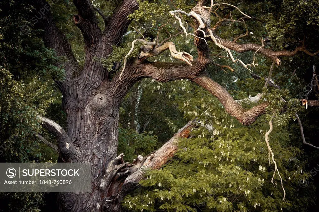 Dead branches of a Pedunculate Oak (Quercus robur), Byttna-Hain