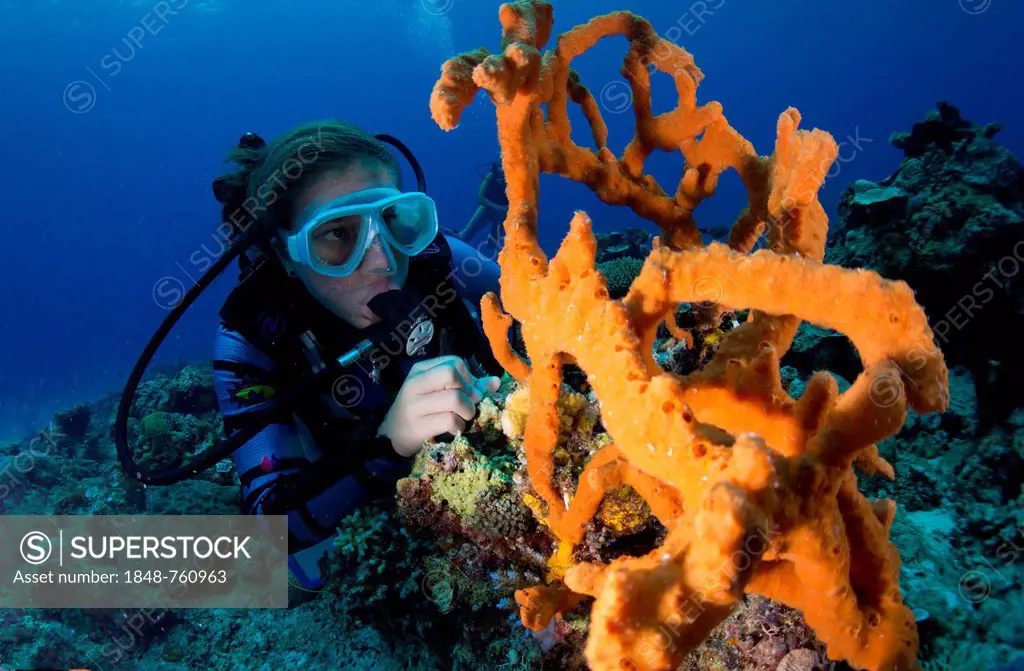 Scuba diver looking at a colorful Demosponge (Demospongiae)