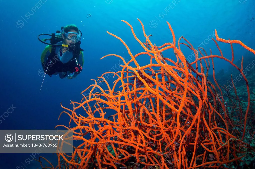 Scuba diver looking at a colorful Demosponge (Demospongiae)