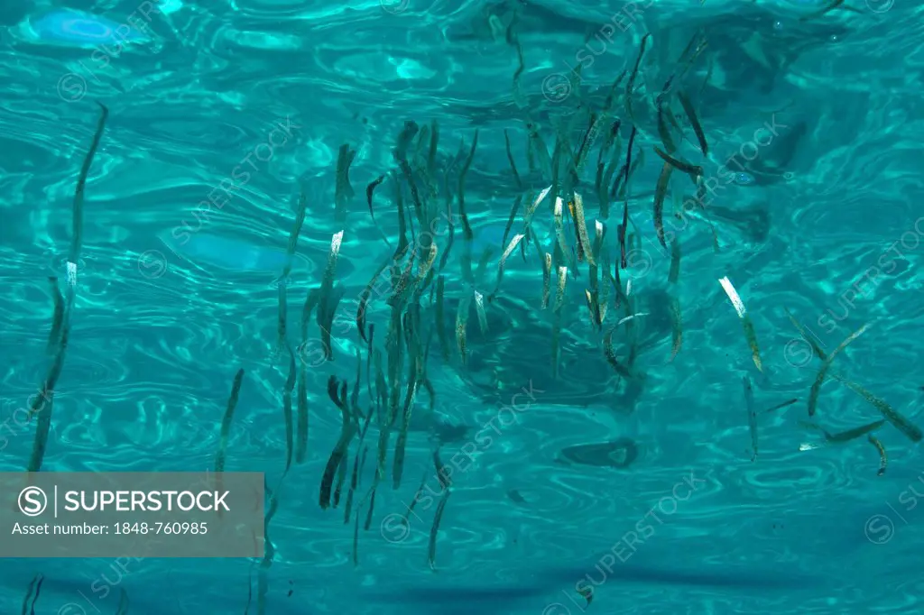 Seagrass floating on the water surface