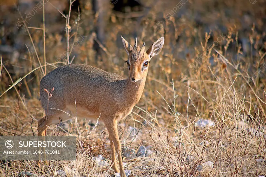 Damara Dik-dik or Kirk's Dik-dik (Madoqua kirkii)