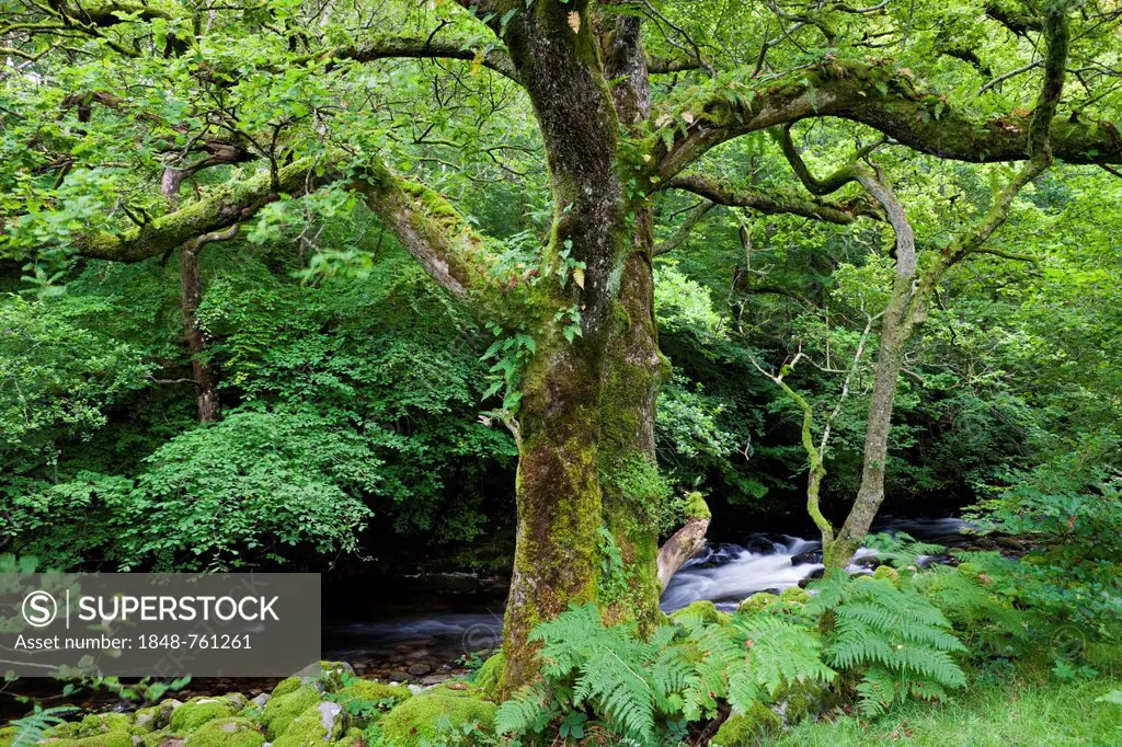 Moss-covered tree in front of a stream