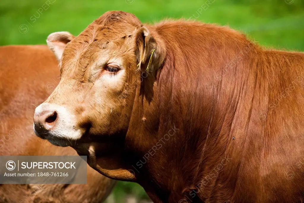 Limousin Cattle, bull