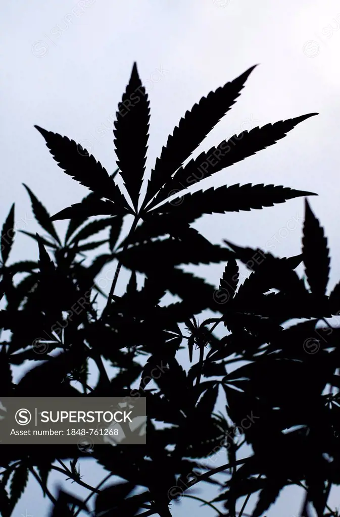 Hemp, Cannabis (Cannabis sativa), leaves backlit