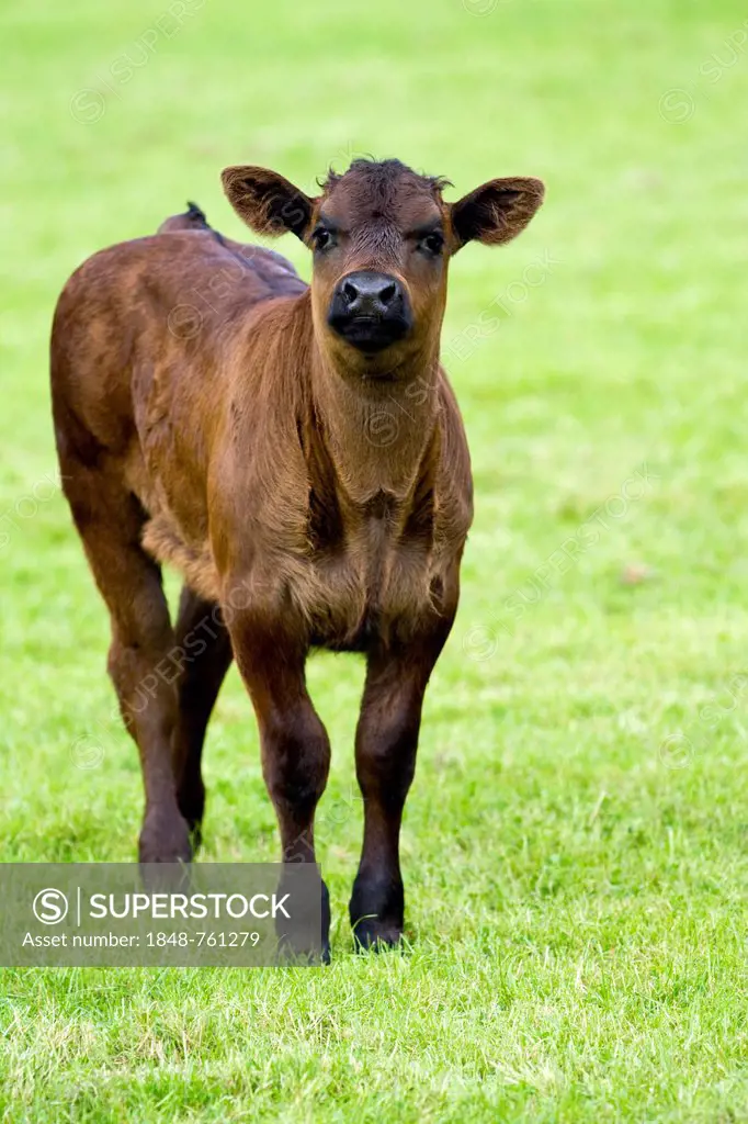 Limousin Cattle, calf