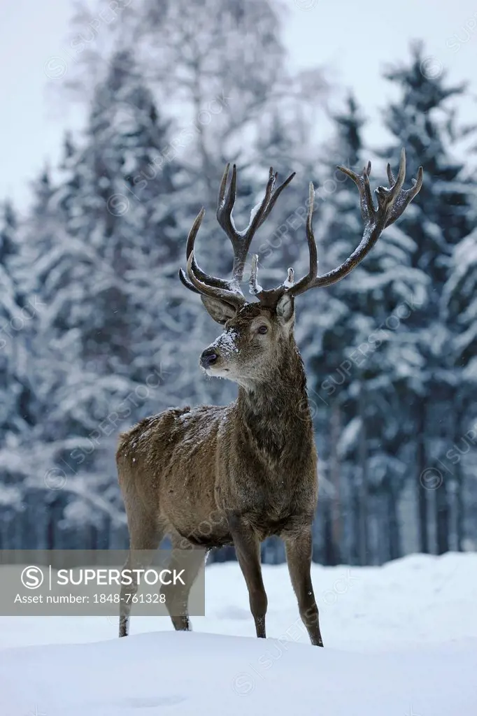 Red Deer (Cervus elaphus), hart standing in the snow, captive