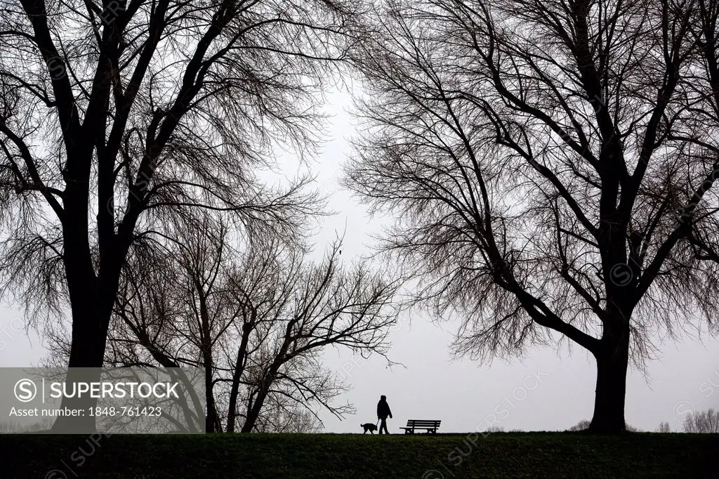 Woman walking a dog, dreary winter weather, fog, bare trees