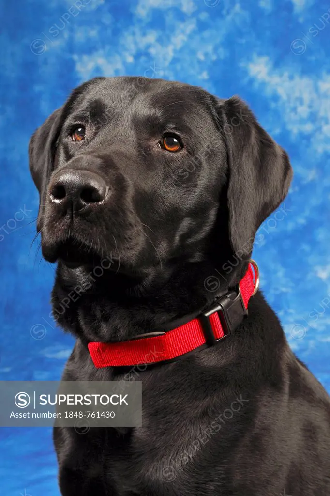 Black Labrador Retriever dog, male, portrait