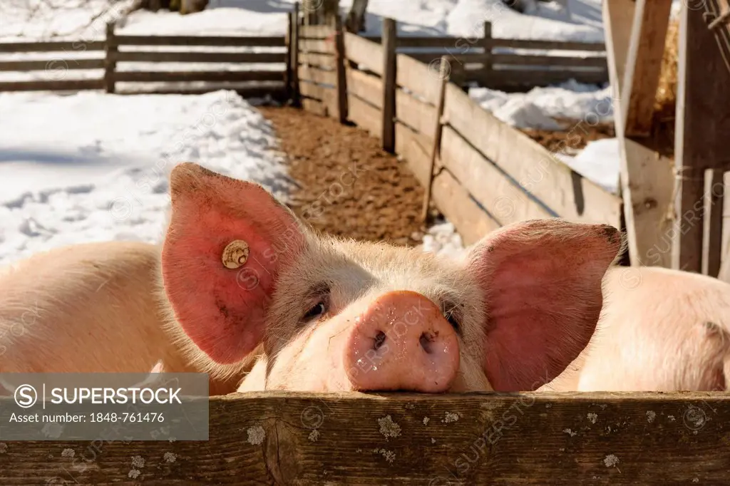 Outdoor pigs at Schwendehof farm