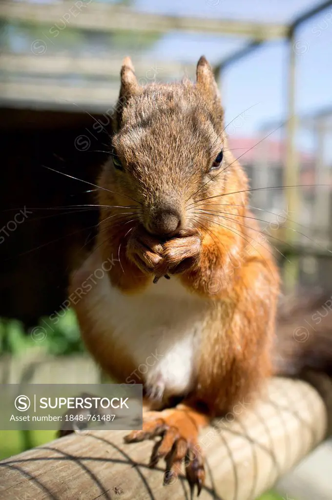 Red squirrel (Sciurus vulgaris) feeding on a nut
