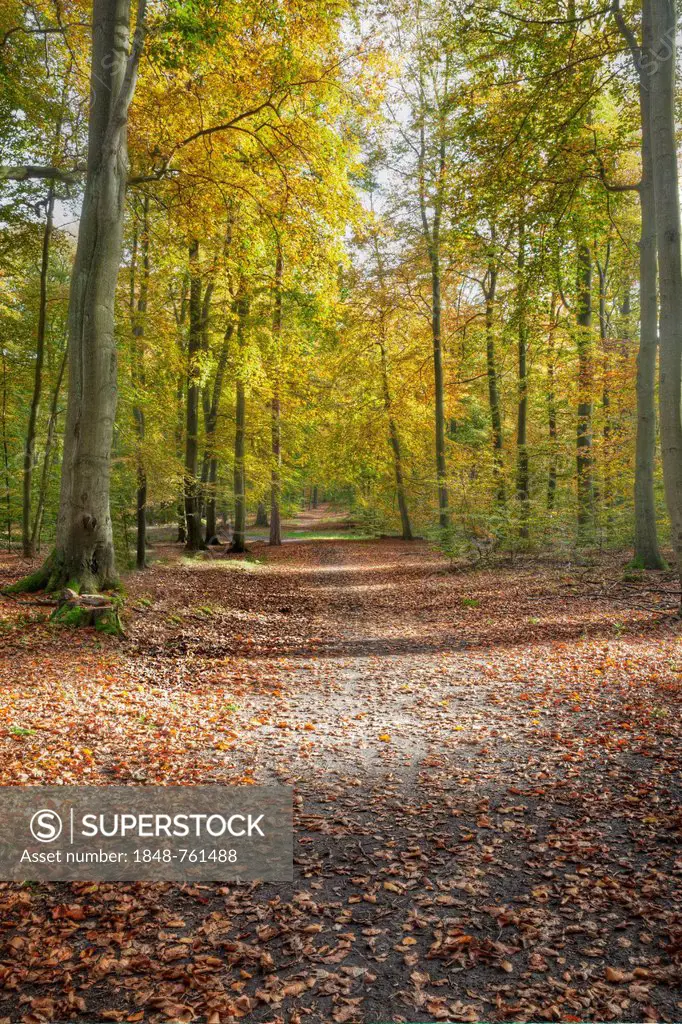 Woodland at Liepnitzsee, Wandlitz, Barnim, Brandenburg, Germany, Europe