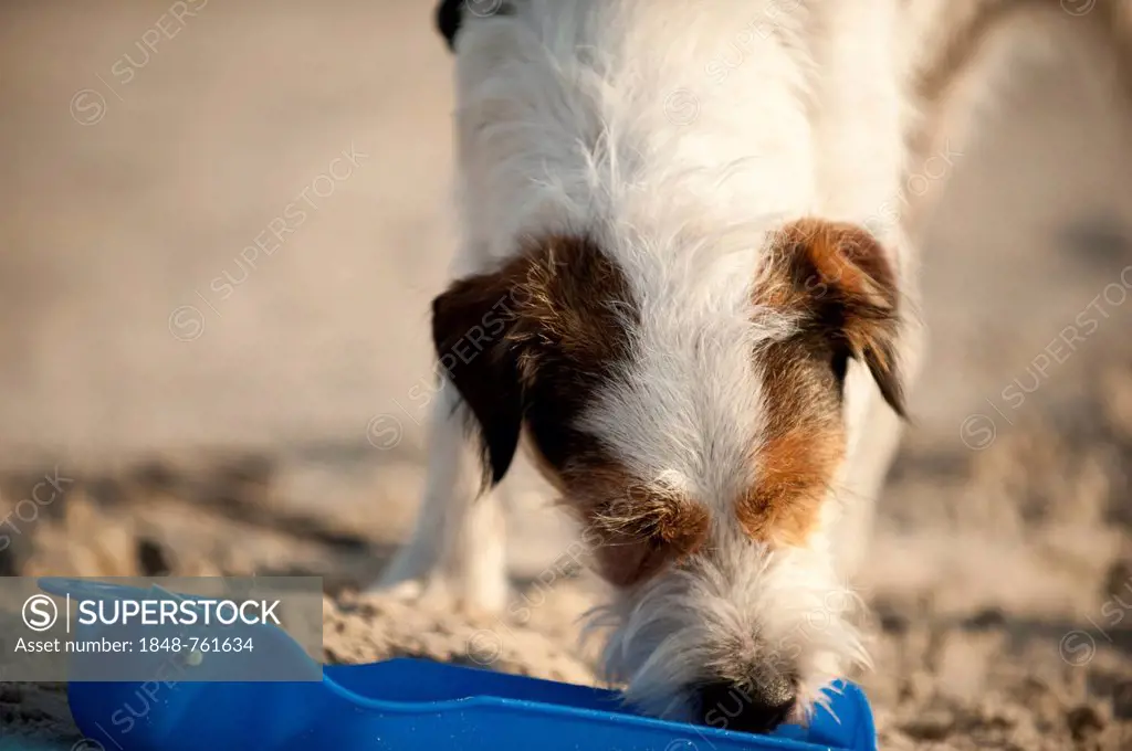 Parson Russell Terrier drinking from a water bowl
