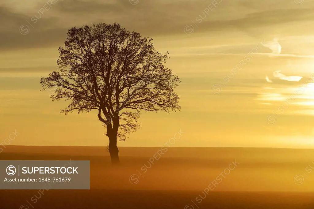 English Oak or Pedunculate Oak (Quercus robur, Quercus petraea) shrouded in fog in the light of the setting sun, Lindenberg, Horben, Canton of Aargau,...