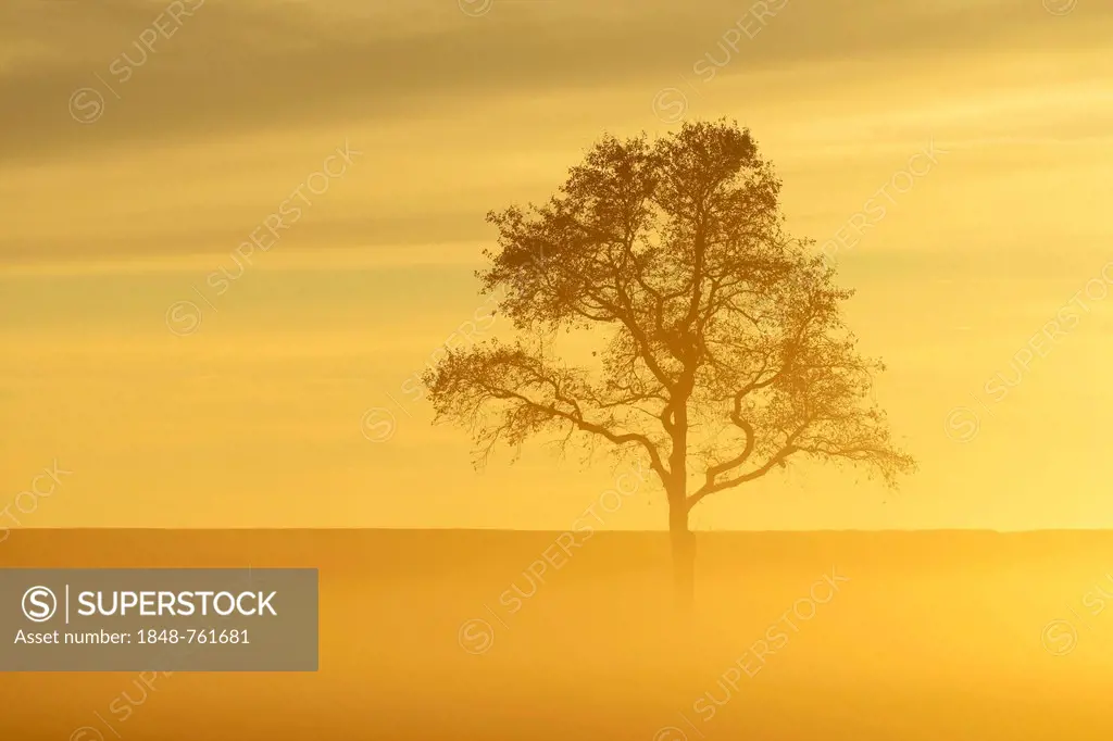 English Oak or Pedunculate Oak (Quercus robur, Quercus petraea) shrouded in fog in the light of the setting sun, Lindenberg, Horben, Canton of Aargau,...