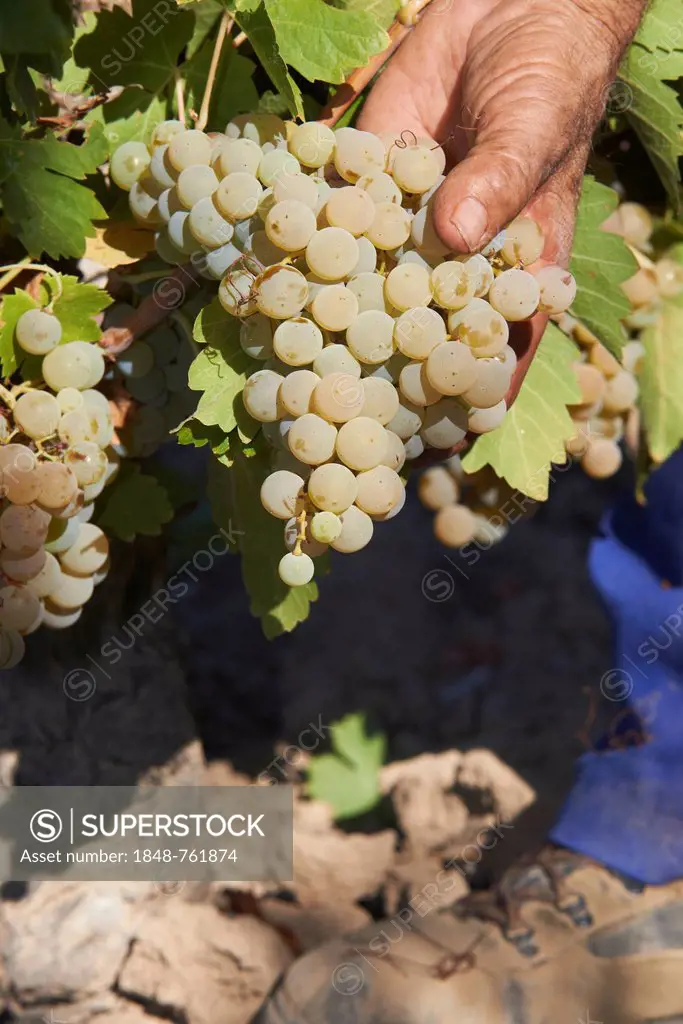 Harvesting Pedro Ximenez wine grapes, Bodegas Cabriñana, Vintage in a vineyard in Montilla, Montilla-Moriles area, Cordoba province, Andalusia, Spain,...