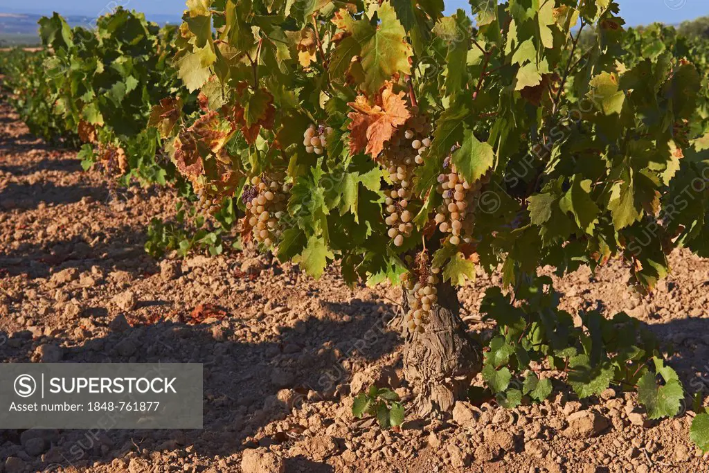 Pedro Ximenez wine grapes, Montilla, Montilla-Moriles area, Bodegas Cabriñana, Cordoba province, Andalusia, Spain, Europe