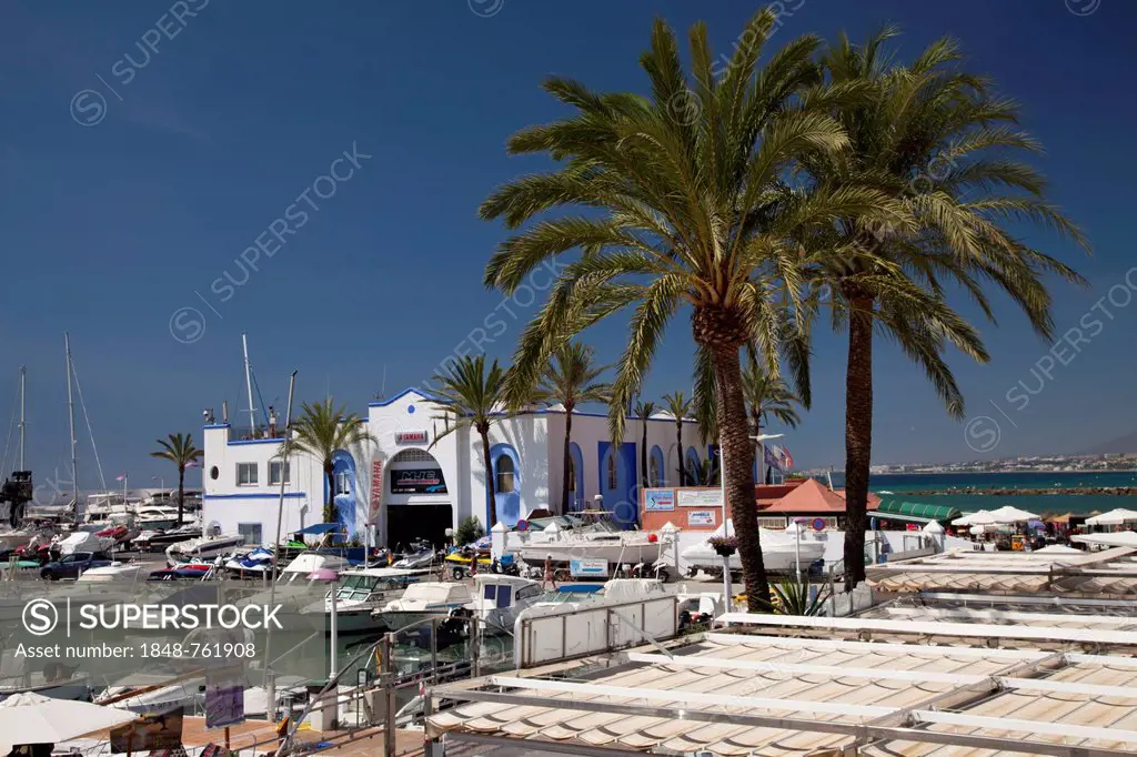 Palms at the marina, Marbella, Costa del Sol, Andalusia, Spain, Europe, PublicGround