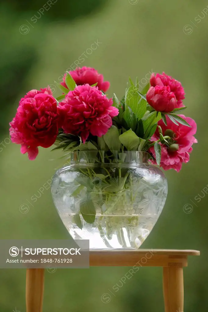 Common peony (Paeonia officinalis) in a glass vase