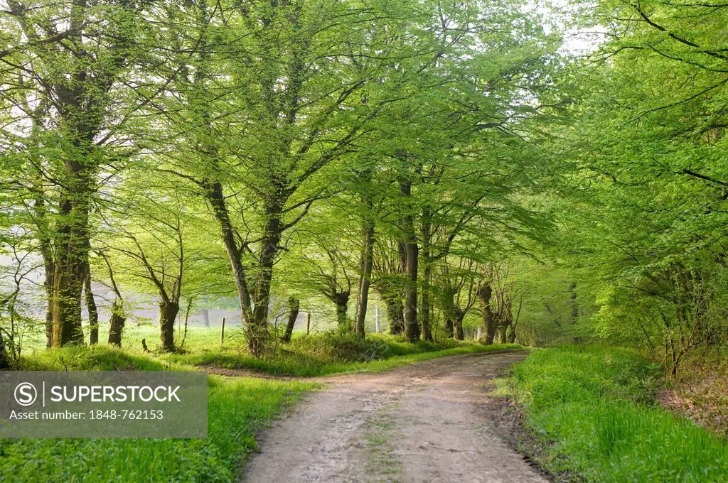 Track through oak forest of Moladiers towards Moulins, Sessile oaks (Quercus petraea), Bourbonnais, Allier, Auvergne, France, Europe