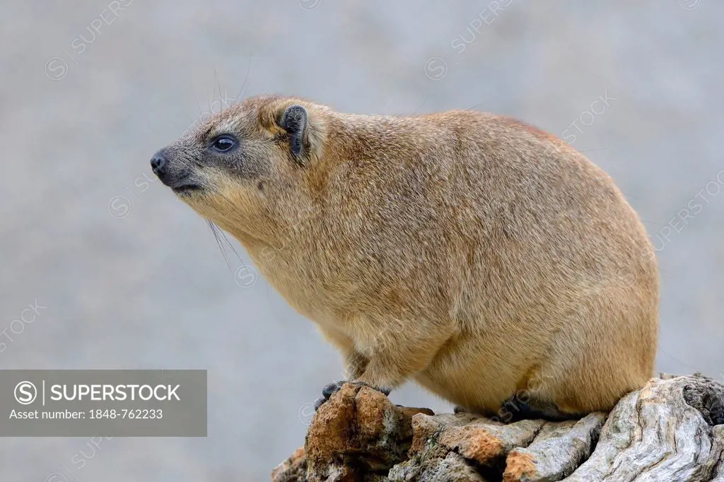 Rock Hyrax or Cape Hyrax (Procavia capensis), African and West Asian species, Baden-Wuerttemberg, Germany, Europe