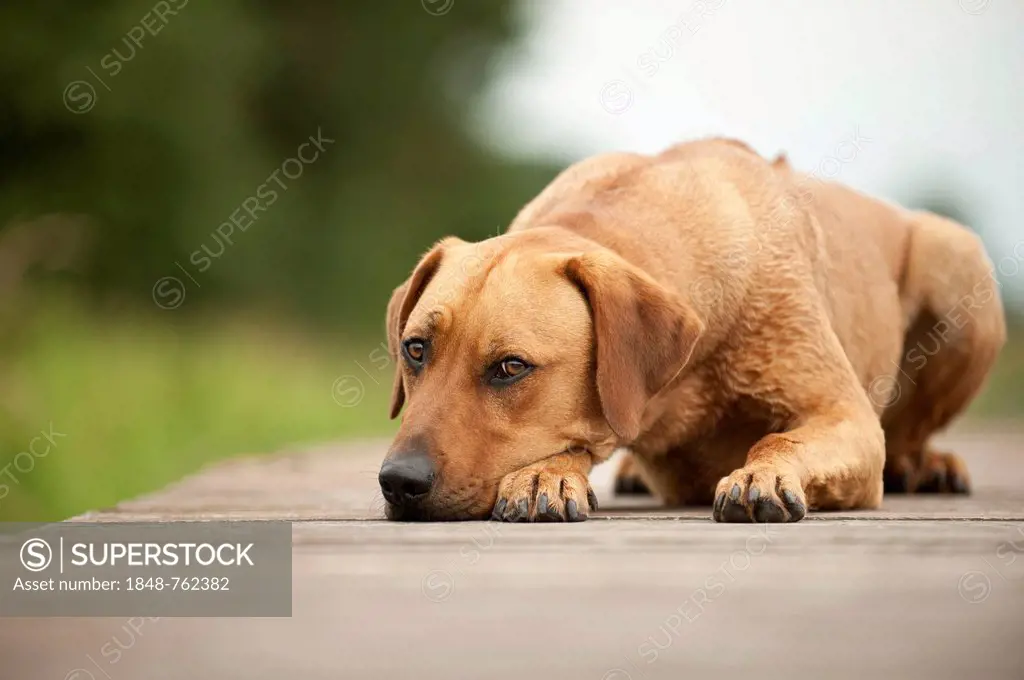 Rhodesian Ridgeback mixed breed dog lying on a dock
