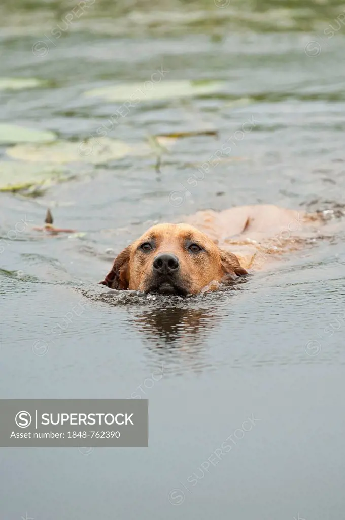 Rhodesian Ridgeback mixed breed dog swimming