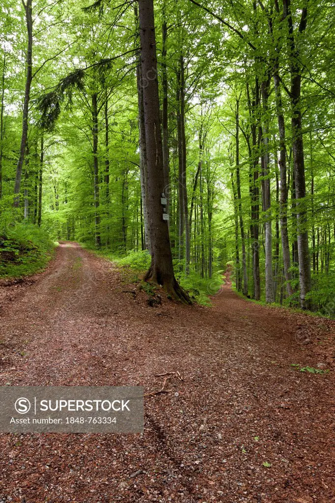 Fork in a forest trail in spring, Danube Valley, Sigmaringen district, Baden-Wuerttemberg, Germany, Europe