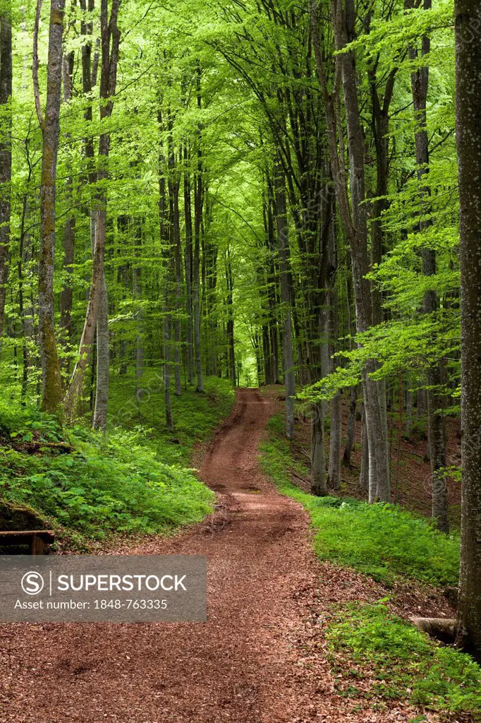 Forest trail in spring, Danube Valley, Sigmaringen district, Baden-Wuerttemberg, Germany, Europe