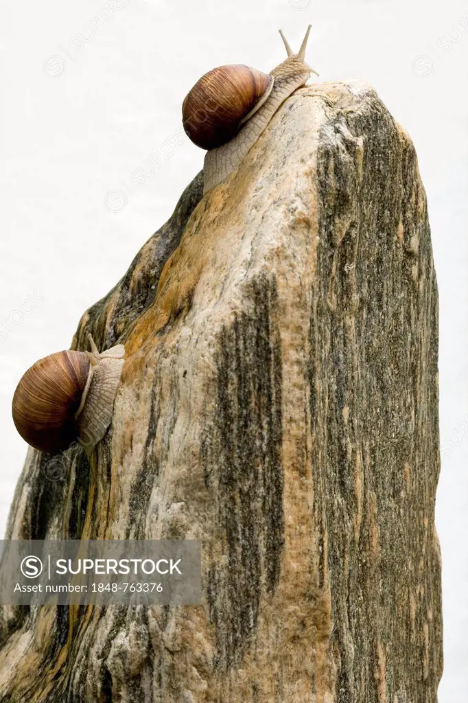 Two Burgundy snails climbing a block of granite, symbolic image for competition