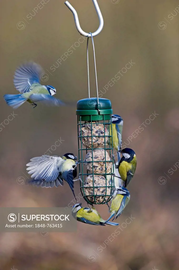 Blue Tits (Cyanistes caeruleus, Parus caeruleus) and Great Iits (Parus major) on a fat ball feeder, Norfolk, England, United Kingdom, Europe