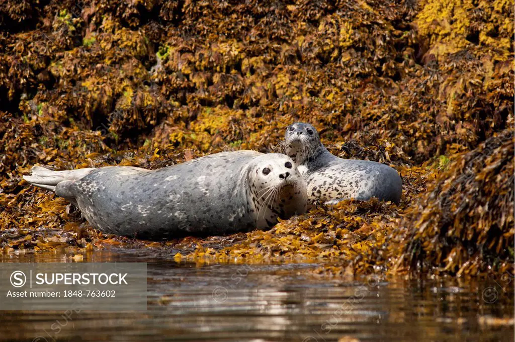 A mother Harbor seal (Phoca vitulina) and her pup