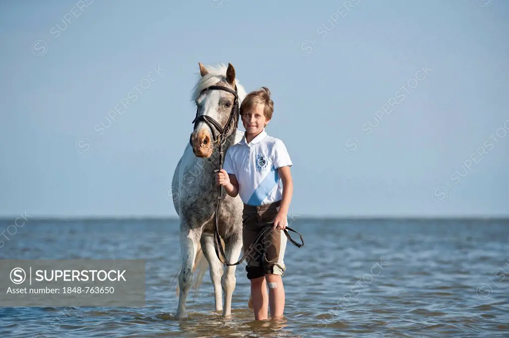 Girl leading a pony through the water, St. Peter-Ording, Schleswig-Holstein, Germany, Europe
