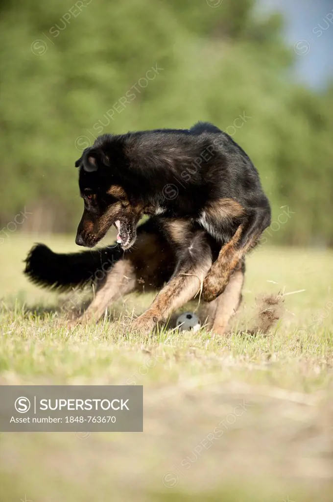 Mixed-breed dog running across a meadow