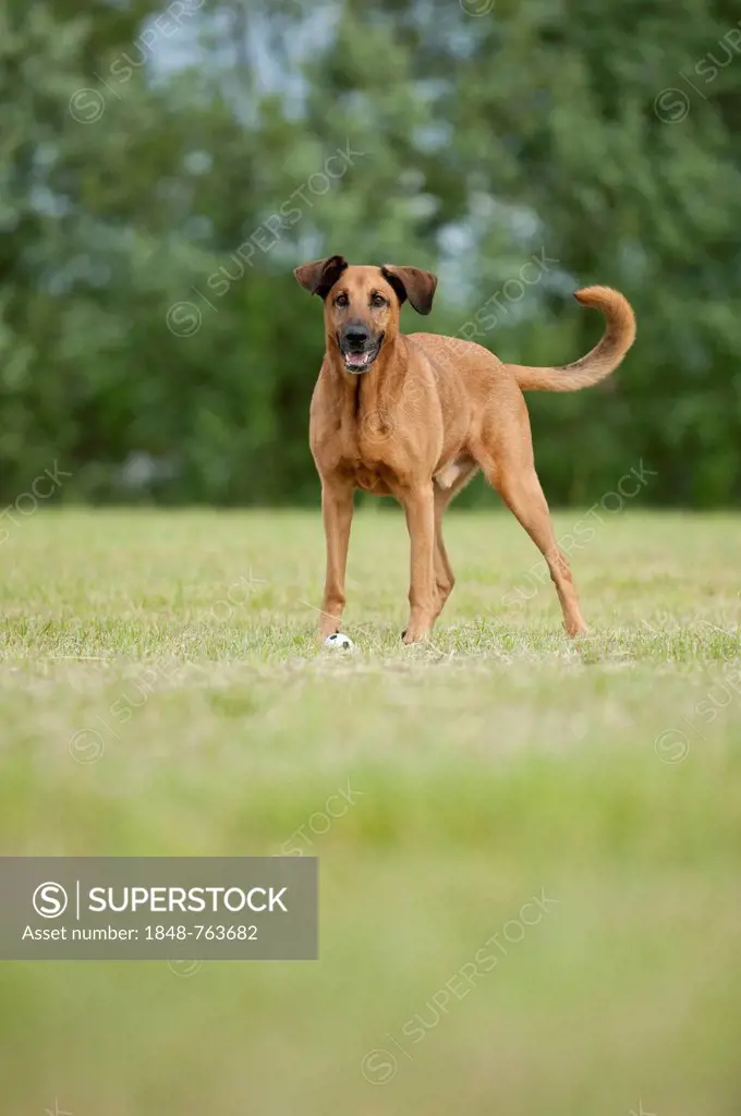 Mixed-breed dog standing on a meadow