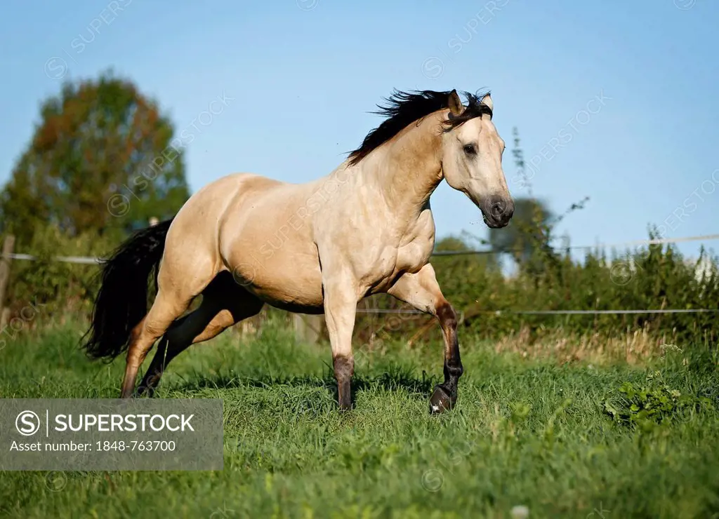 Quarter Horse, buckskin gelding, galloping across a meadow