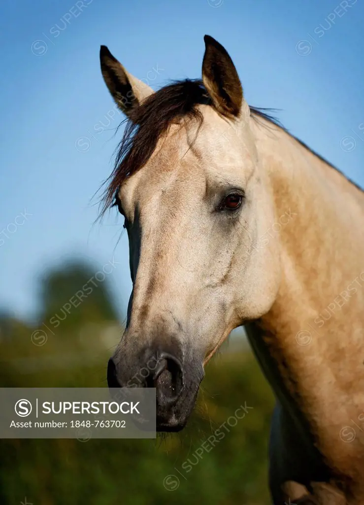 Quarter Horse, buckskin gelding, portrait
