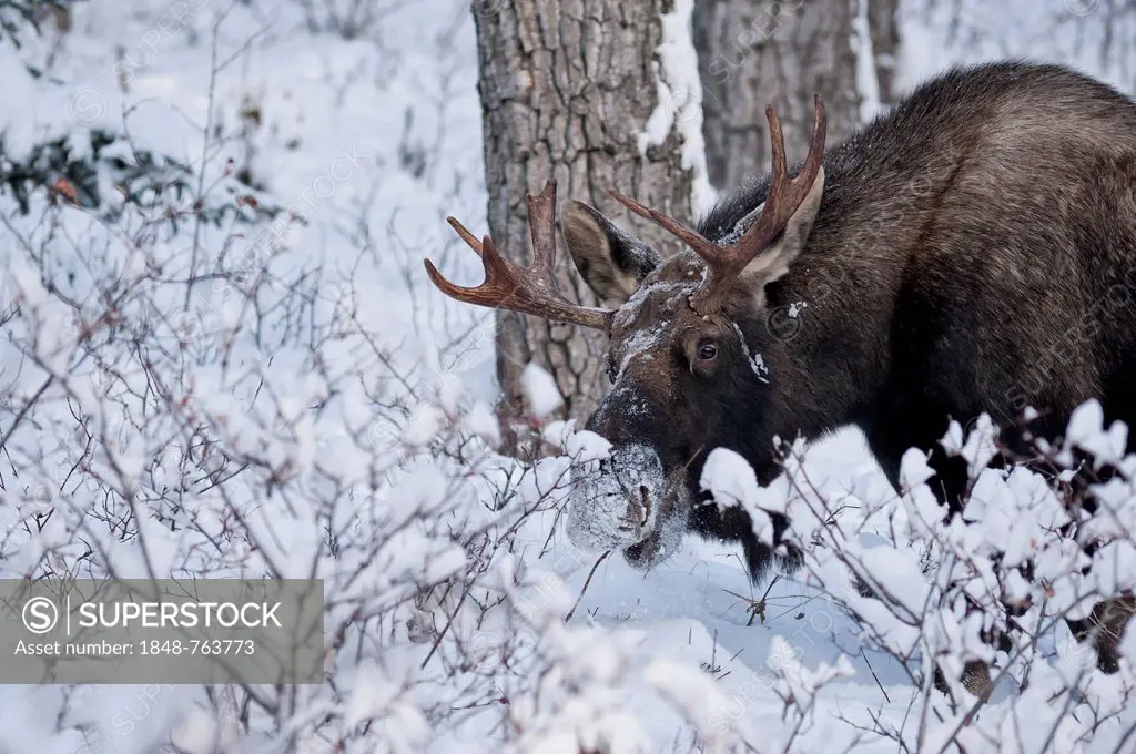 A bull Moose (Alces alces) forages in winter