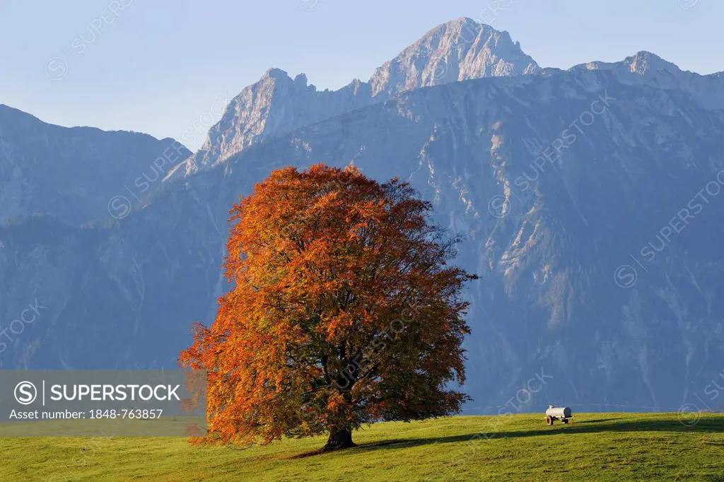 Autumnal Beech (Fagus sylvatica), Tannheim Mountains at the back, Rieden am Forggensee, Ostallgaeu, Allgaeu, Swabia, Bavaria, Germany, Europe