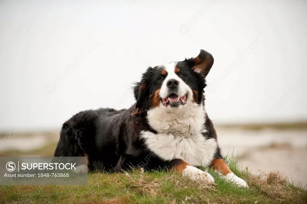 Bernese Mountain Dog, lying