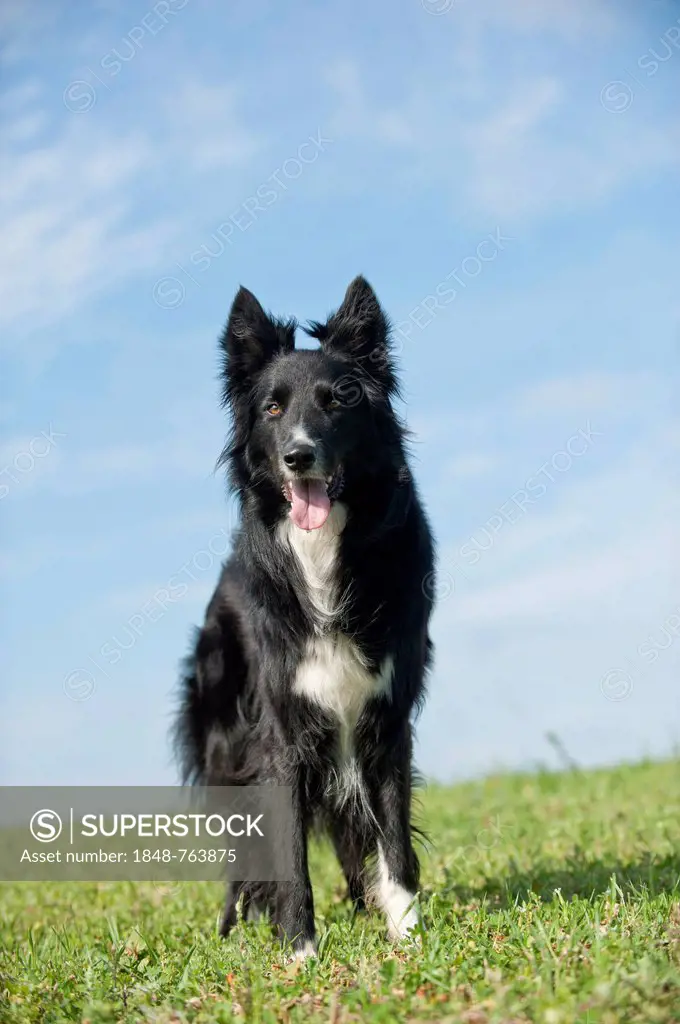 Border Collie standing on a meadow