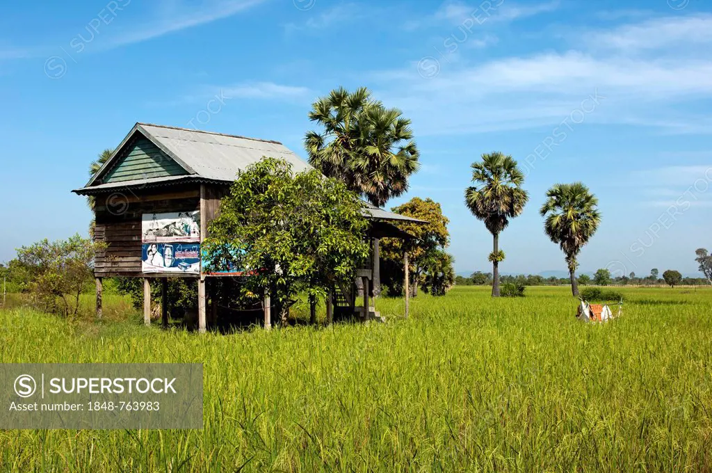 Simple house on stilts, a rice farmer in a field with green Rice (Oryza sativa) and Sugar Palms (Borassus flabellifer) at the back, Siem Reap, Cambodi...
