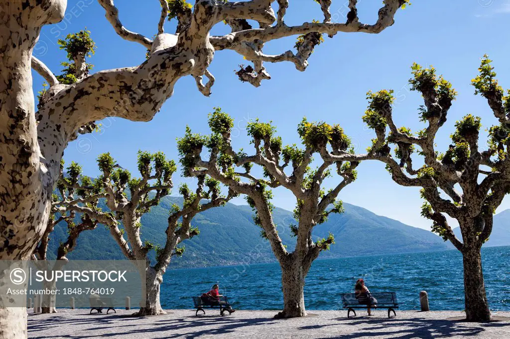 Plane trees on the promenade of Ascona, Lake Maggiore, Lago Maggiore, Ticino, Switzerland, Europe