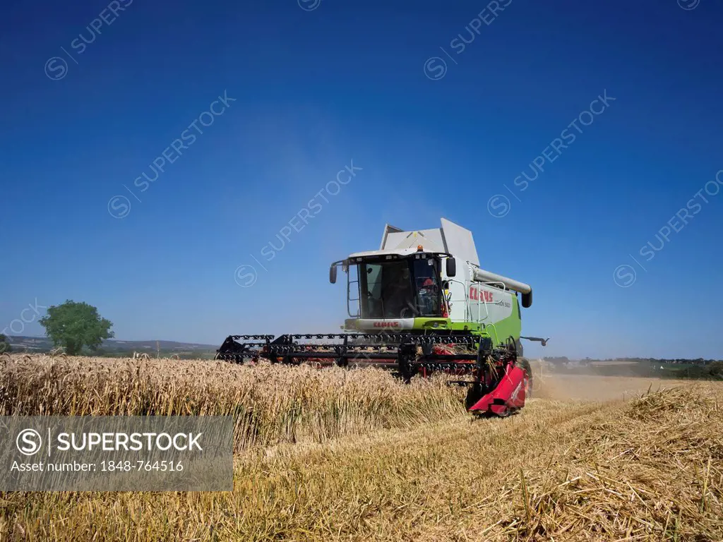 Combine harvester harvesting a crop of grain, Brittany, Finistere, France, Europe