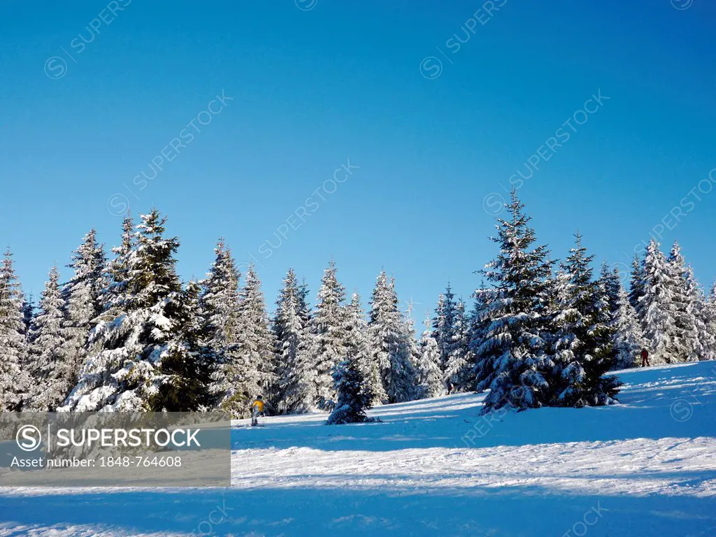 Snow-covered landscape at Mt Feldberg in the Black Forest, Baden-Wurttemberg, Germany, Europe